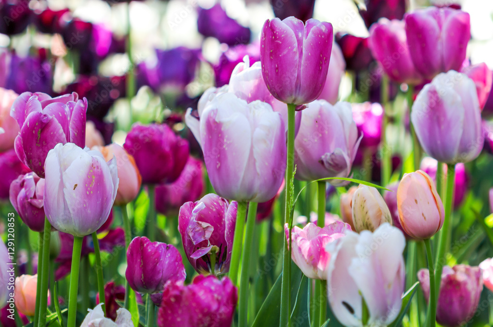 Obraz premium Tulip flower background