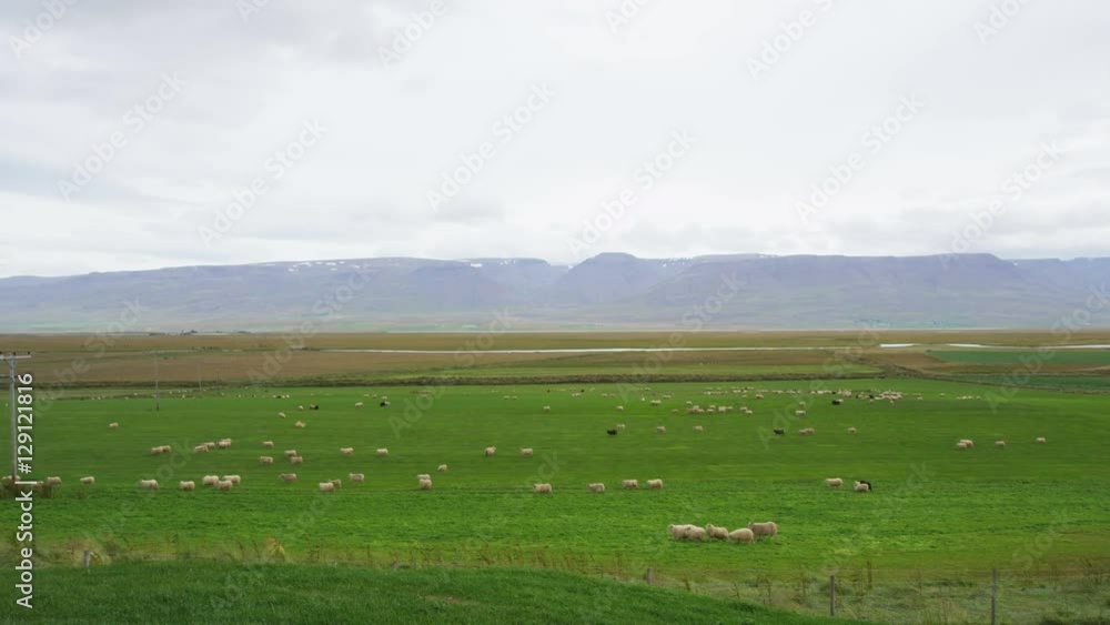 Sheep herd on grass field in beautiful Iceland nature landscape. South Icelandic scenery with sheep flock. SLOW MOTION RED EPIC. Sheep herd on grass field in beautiful Iceland nature landscape. South Icelandic scenery with sheep flock. SLOW MOTION RED EPIC.