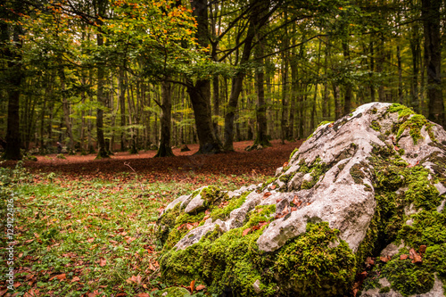 Bosco in autunno photo