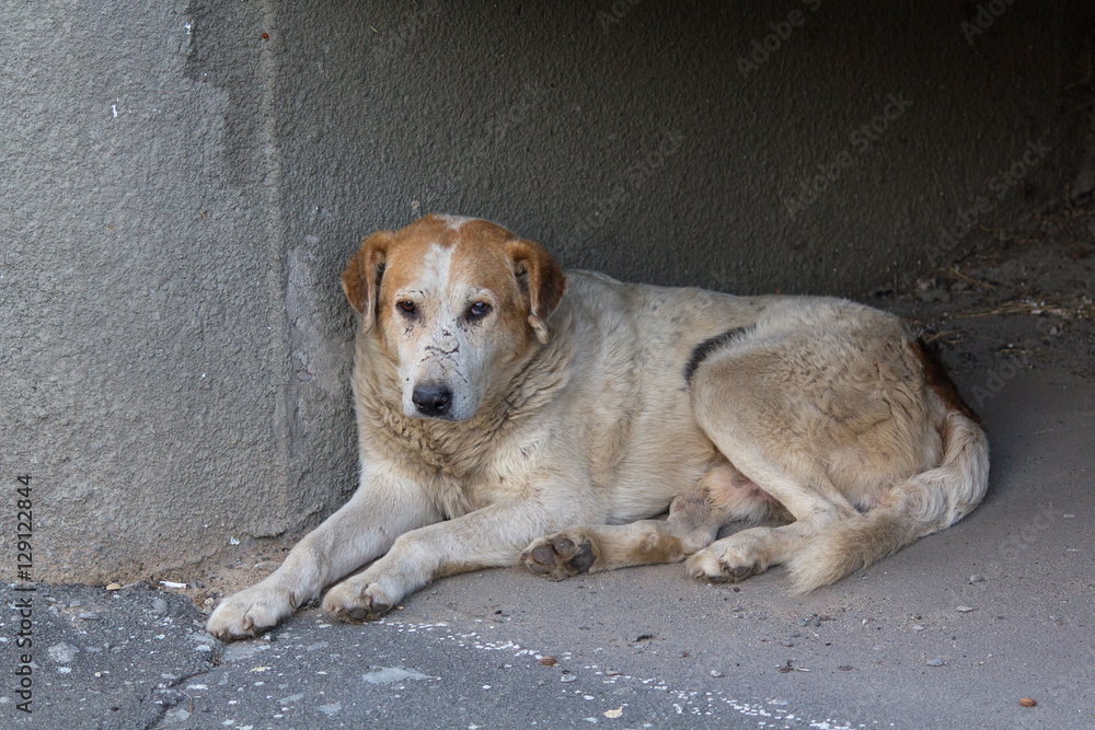 Sad homeless dog lying on the pavement. Pets Sad homeless dog lying on the pavement. Pets