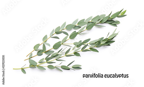 Green eucalyptus branches with name on white background