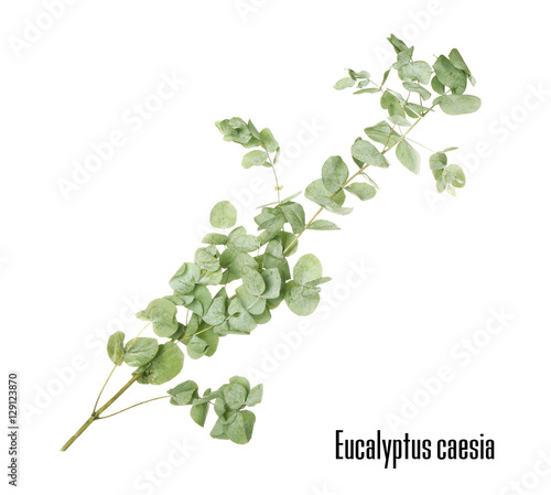 Green eucalyptus branch with name on white background