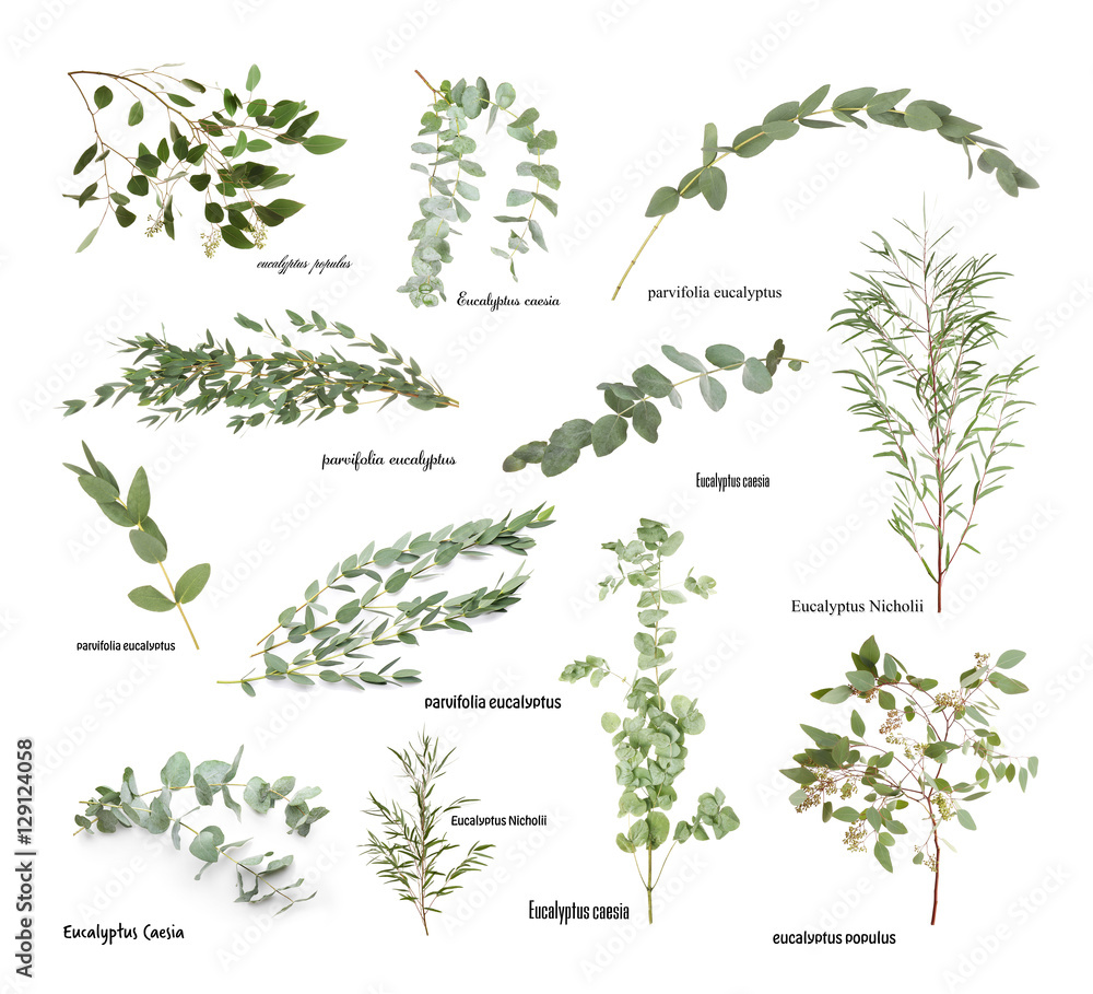 Green eucalyptus branches with names on white background Stock Photo