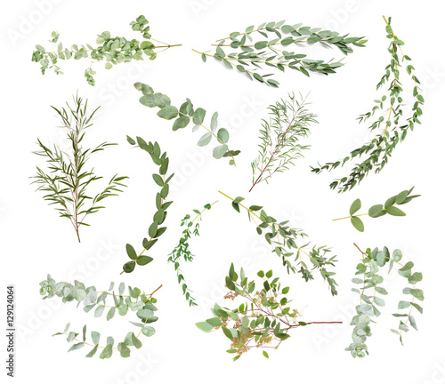 Green eucalyptus branches on white background