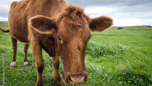 A Jersey cow with her head and big ears lowered down  looks at the camera as her photo is taken.  Calm animal grazing in a field.