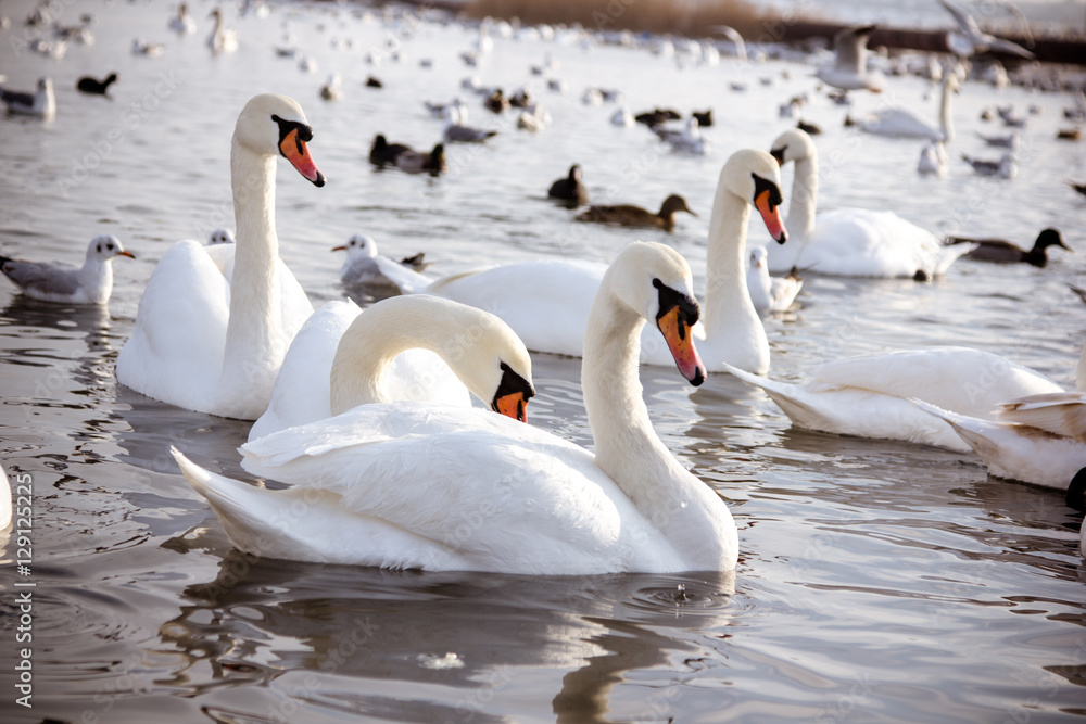 Obraz premium Swans and gull in the lake