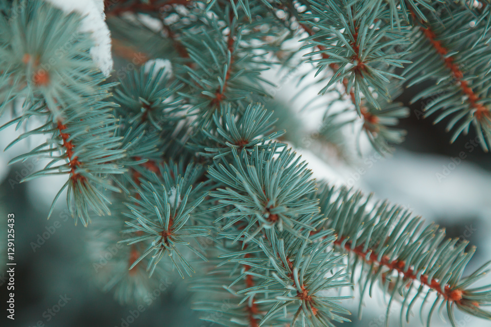 background of the Christmas tree branches on which the snow background of the Christmas tree branches on which the snow