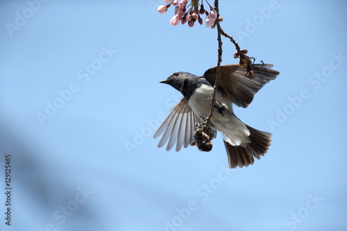 オオルリ,スズメ目,ヒタキ科,オオルリ属