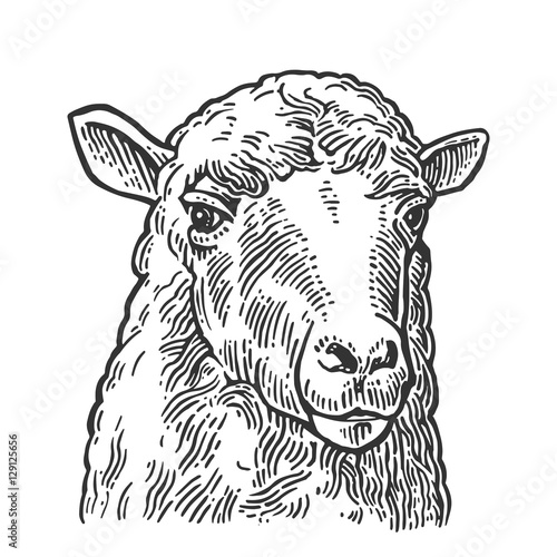 Sheep head. Hand drawn in a graphic style. Vintage vector engraving illustration for info graphic, poster, web. Isolated on white background.