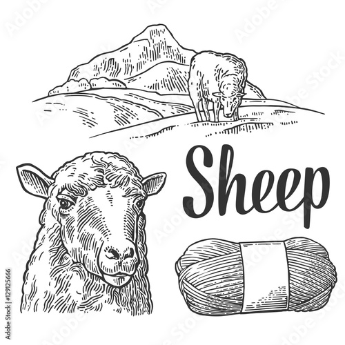 Sheep on meadow and yarn. Vintage vector engraving illustration