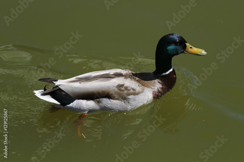 Male mallard swimming in clear lake water