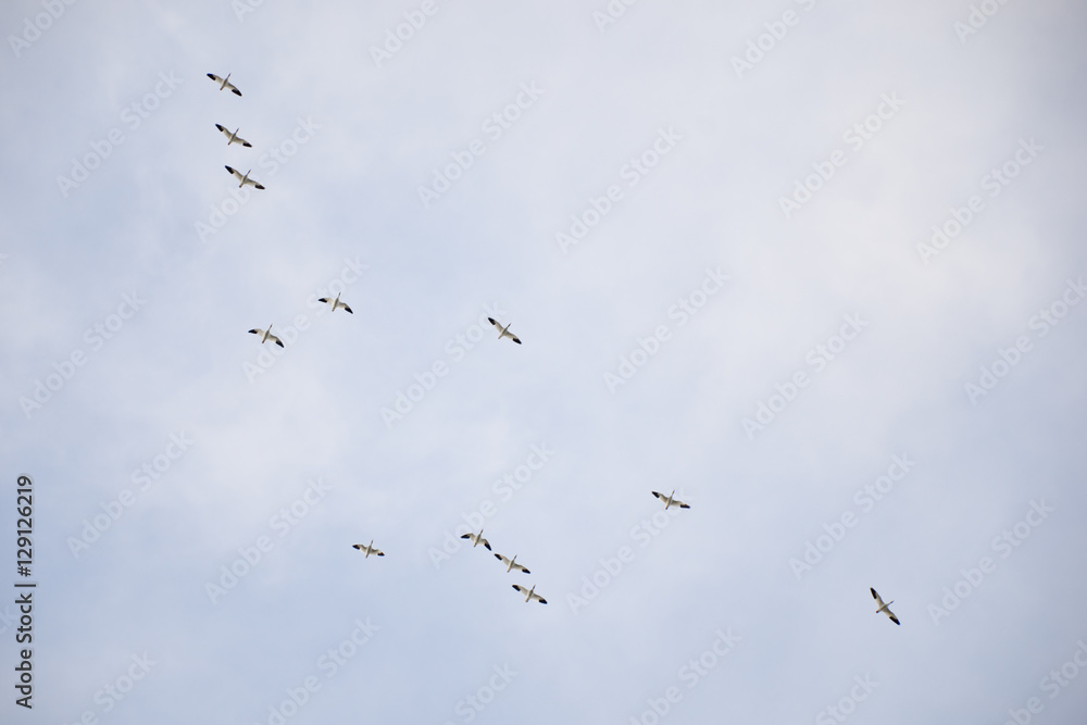Wild geese flying in the cloudy sky