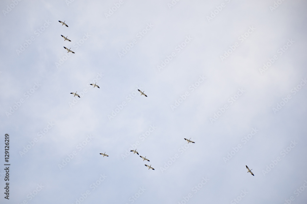 Wild geese flying in the cloudy sky Wild geese flying in the cloudy sky