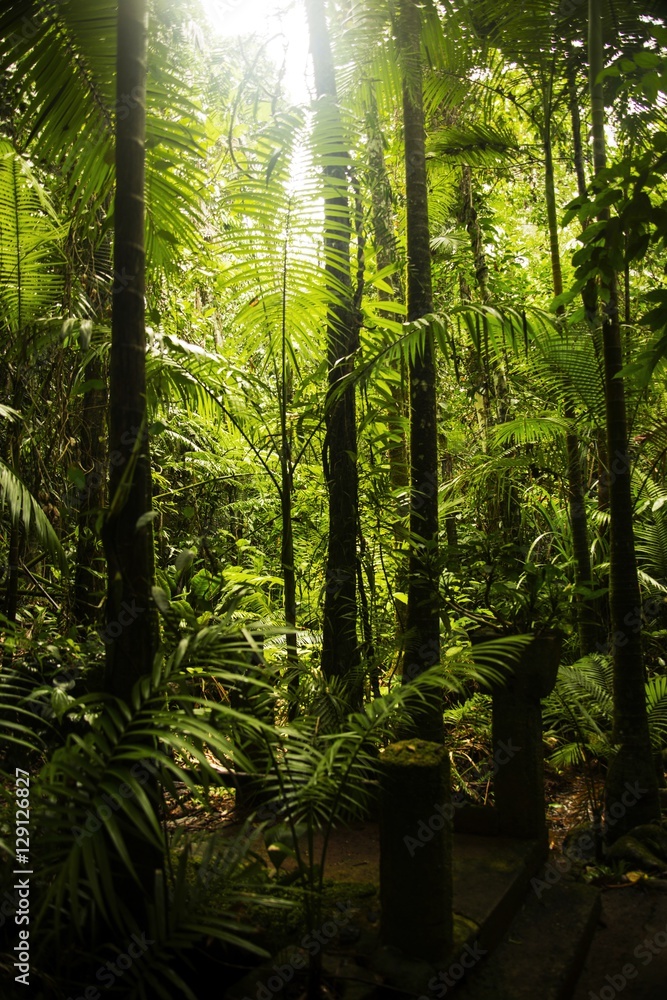 Fototapeta rainforest path