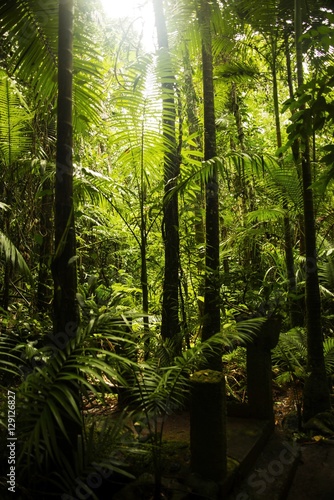 rainforest path