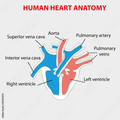 Heart human anatomy info graphic.
