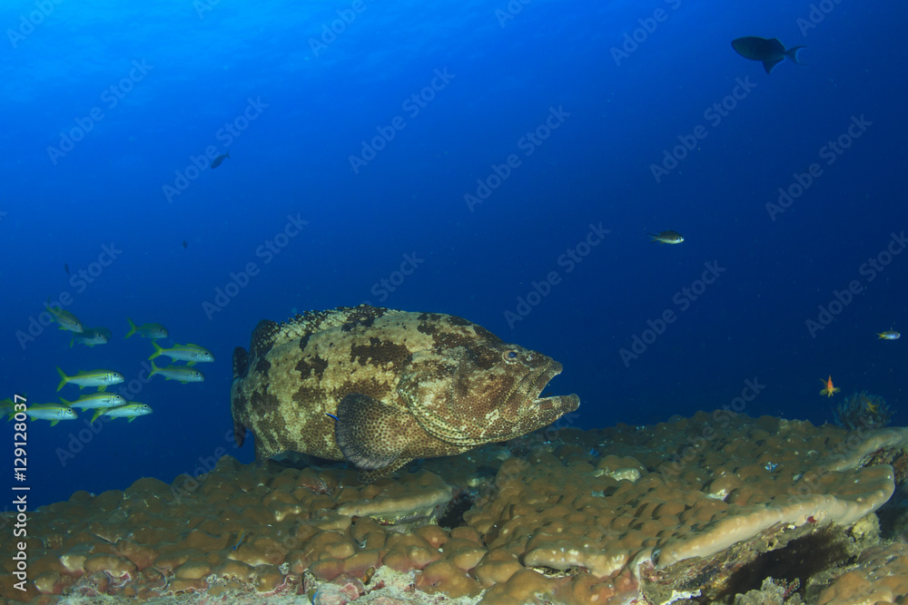 Obraz premium Grouper fish