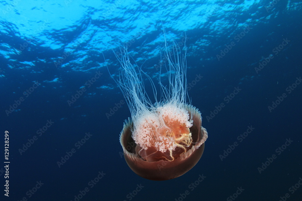 Obraz premium Jellyfish