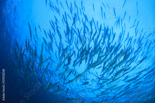 Fish school coral reef