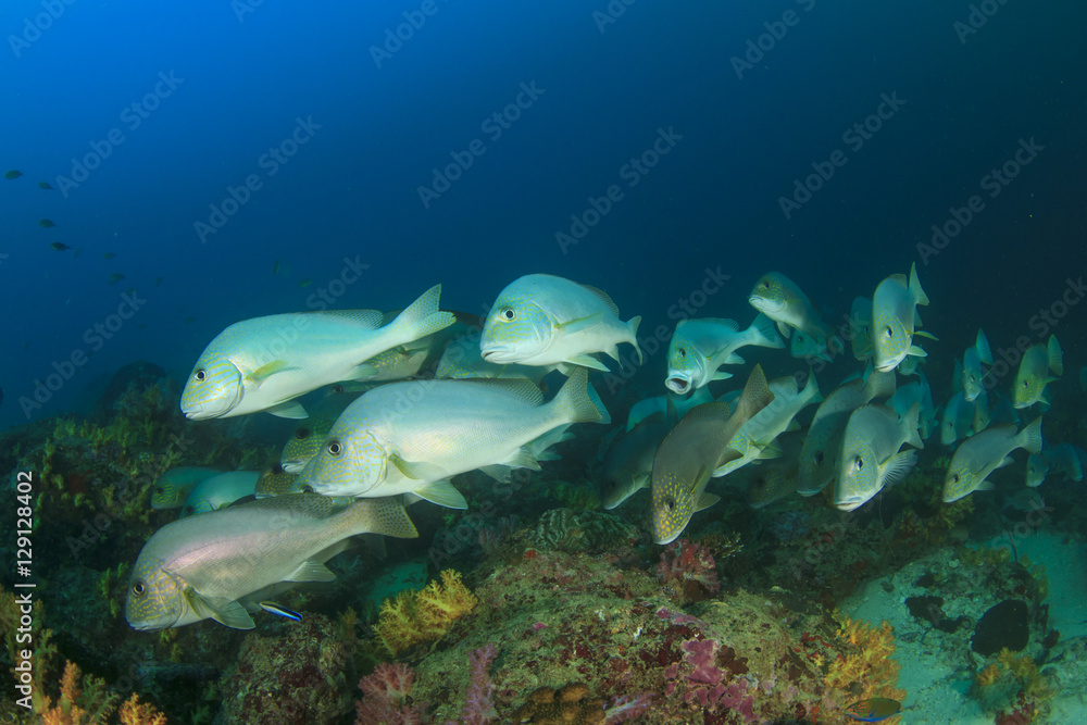 Fototapeta premium Fish school coral reef