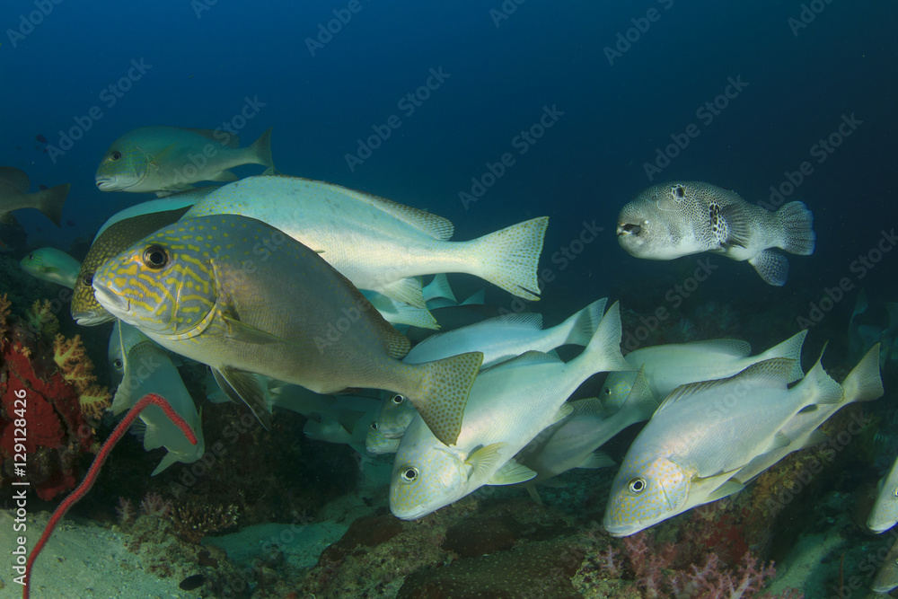 Fish school coral reef Fish school coral reef