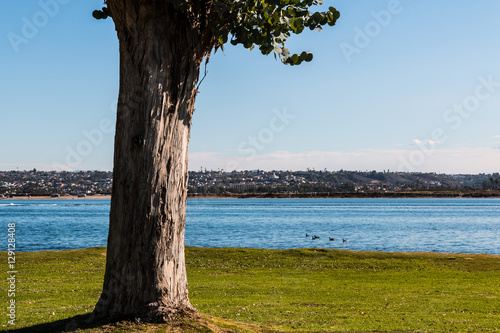 Tree at Ski Beach Park in San Diego, California with Mission Bay in the background.
