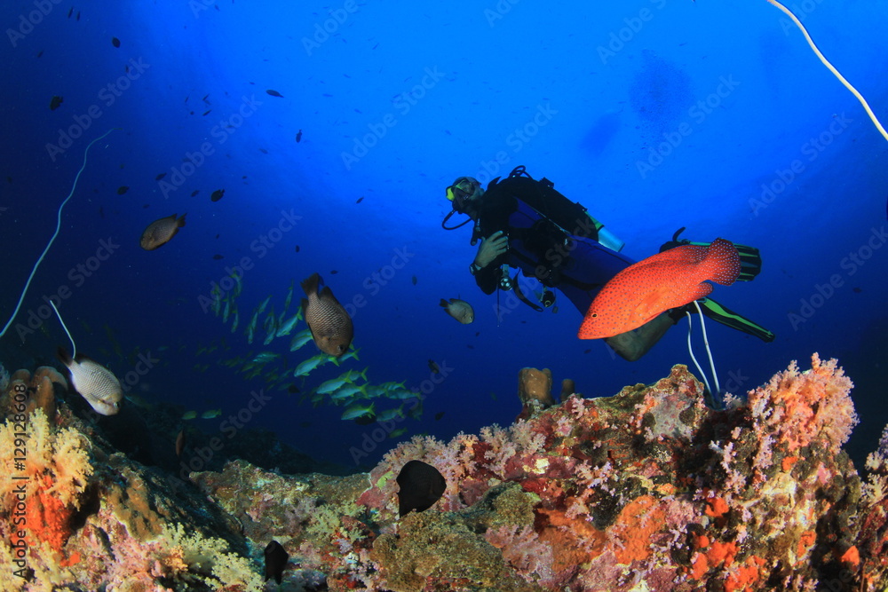 Fototapeta premium Scuba dive coral reef underwater