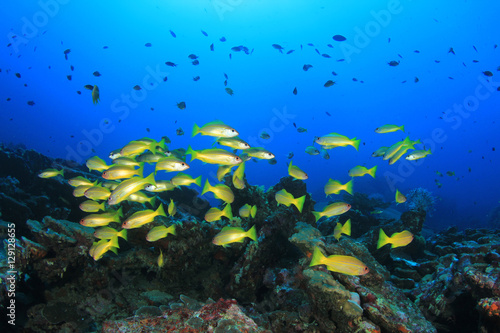Coral reef underwater © Richard Carey