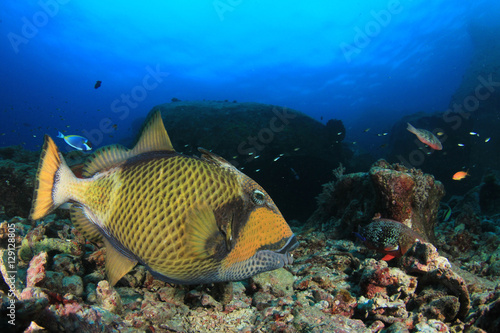 Fish coral reef scuba diving underwater