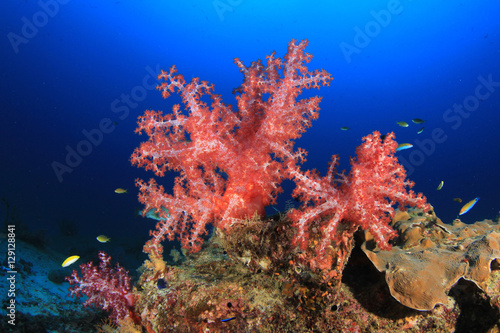 Fish,coral reef,scuba diving underwater © Richard Carey