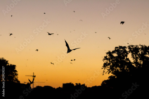 Bats