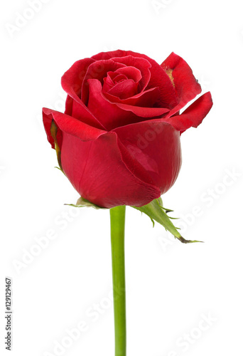 Natural red rose isolated on white background