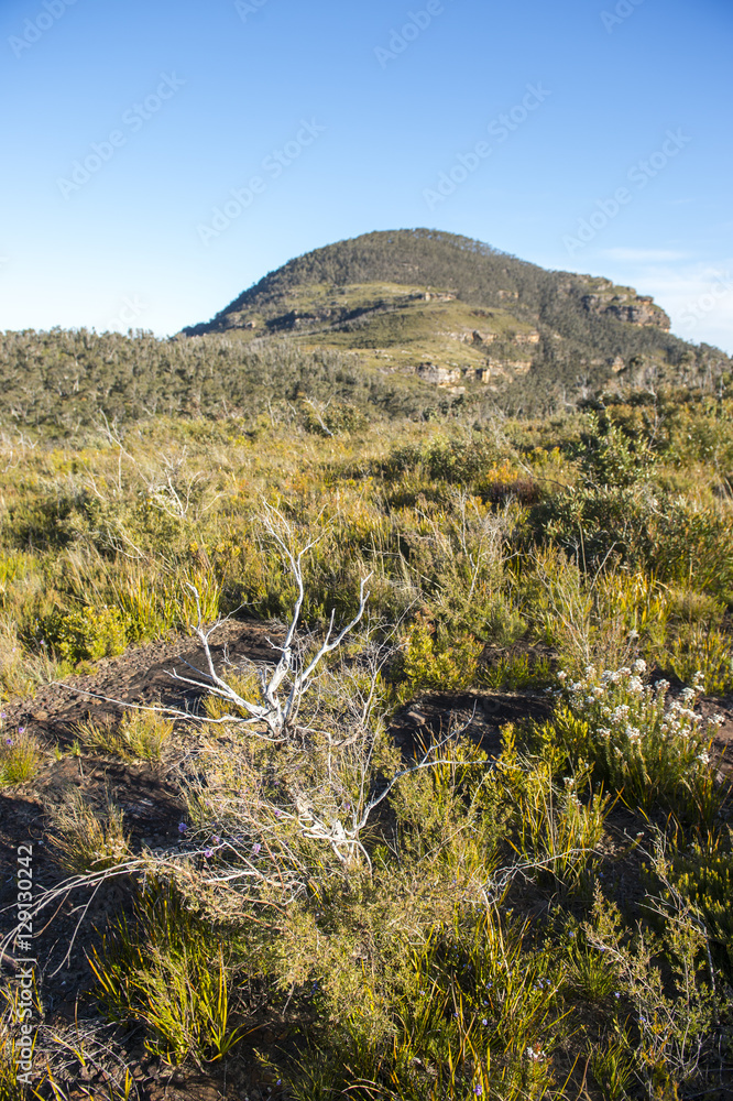 Fototapeta premium Landscape from Blue mountains national park