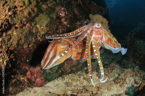 Pair Pharaoh Cuttlefish © Richard Carey