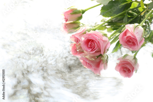 pink rose and water flow background