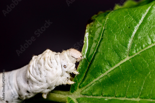 Tableau sur toile Silkworm