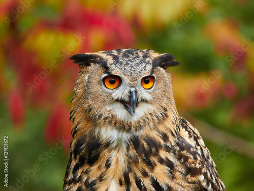 Eurasian Eagle Owl © mifurman
