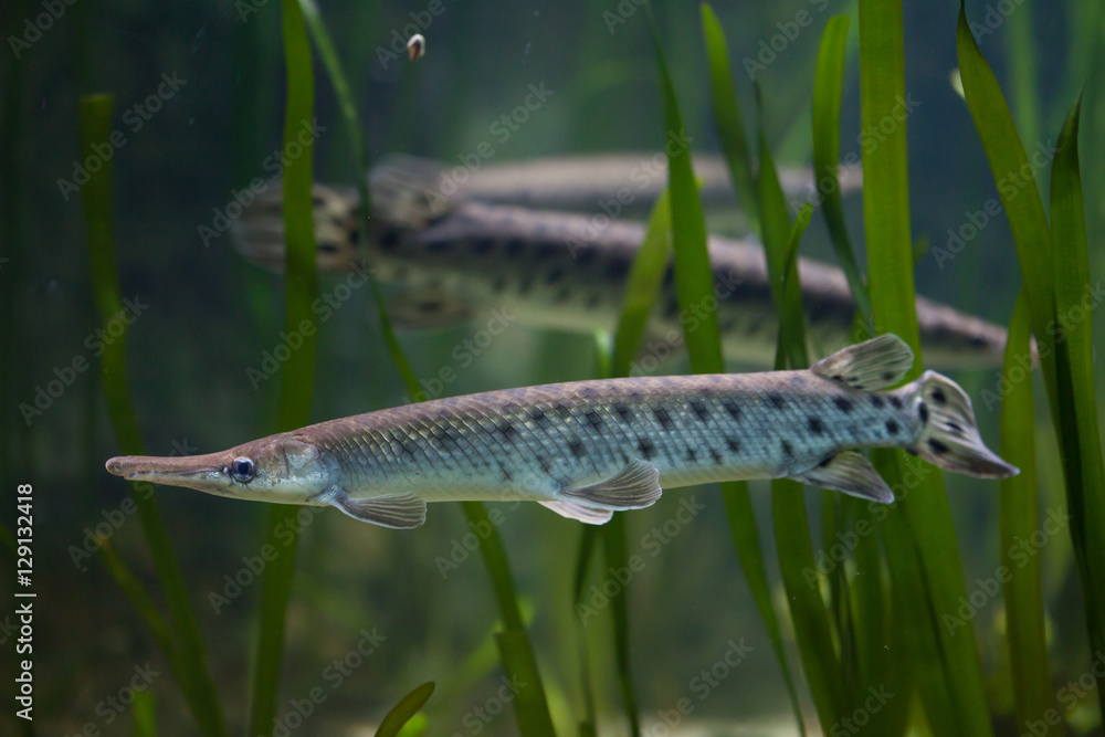 Naklejka premium Spotted gar (Lepisosteus oculatus).
