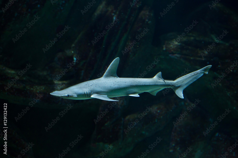 Obraz premium Bonnethead shark (Sphyrna tiburo)