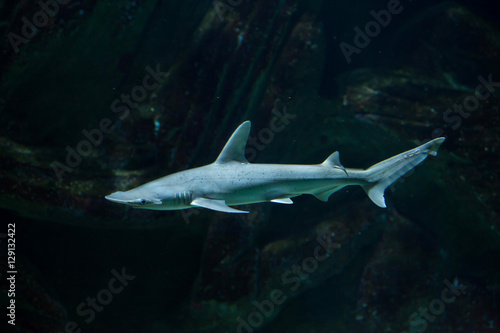 Bonnethead shark (Sphyrna tiburo)
