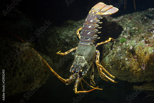 Common spiny lobster (Palinurus elephas).