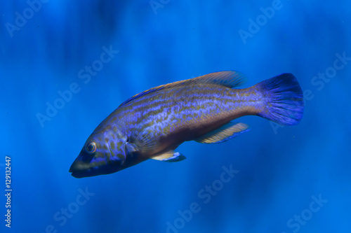 Cuckoo wrasse (Labrus mixtus). photo