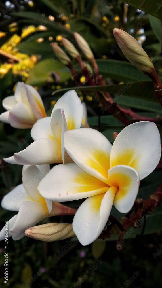Obraz premium fragrant flower