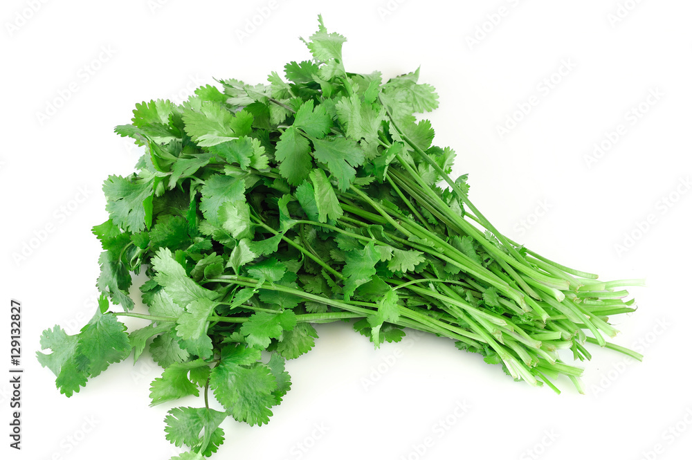 fresh cilantro coriander isolated on white background fresh cilantro coriander isolated on white background