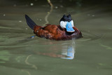 Ruddy duck (Oxyura jamaicensis).