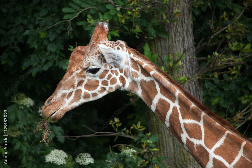Reticulated giraffe (Giraffa camelopardalis reticulata). Reticulated giraffe (Giraffa camelopardalis reticulata).