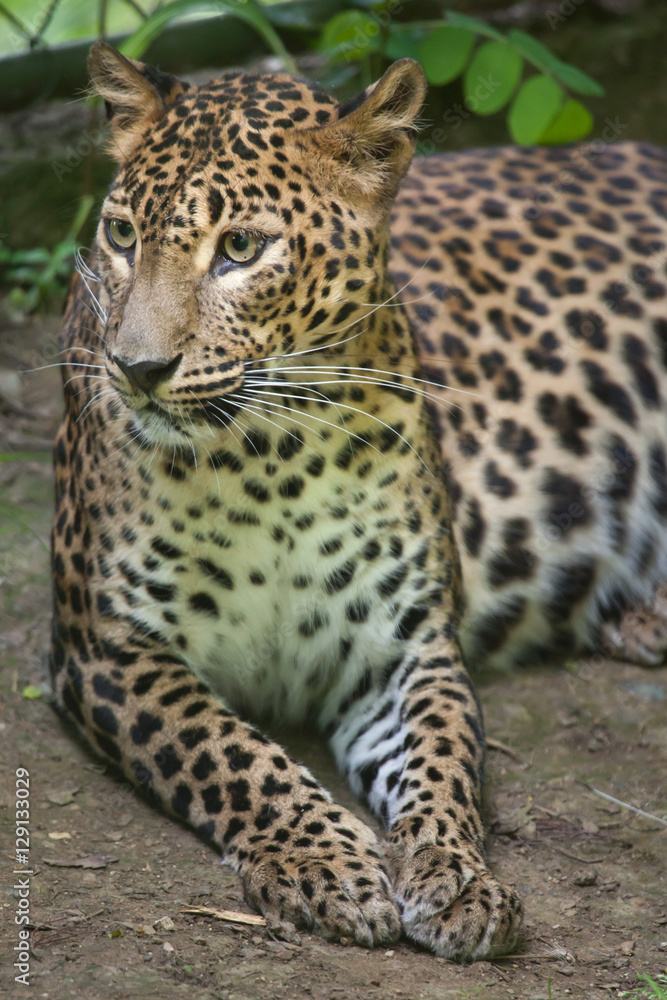 Naklejka premium Sri Lankan leopard (Panthera pardus kotiya)