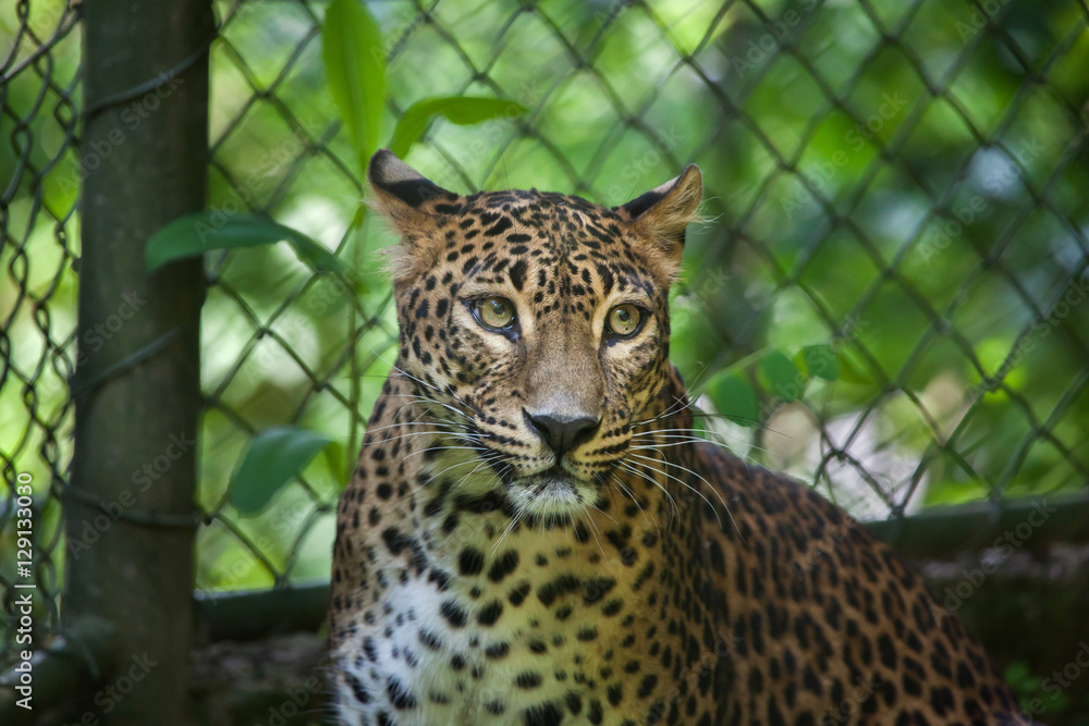 Sri Lankan leopard (Panthera pardus kotiya) Sri Lankan leopard (Panthera pardus kotiya)