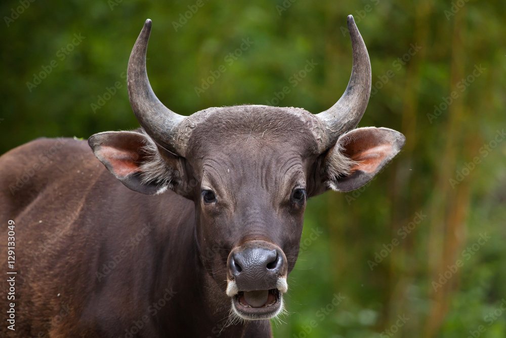 Javan banteng (Bos javanicus)