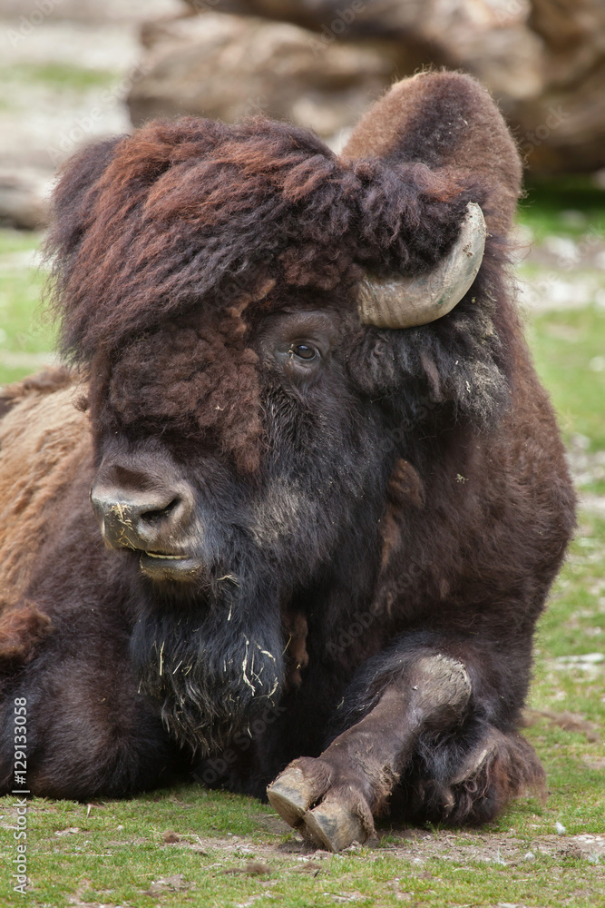 Wood bison (Bison bison athabascae). Wood bison (Bison bison athabascae).